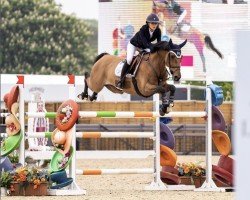 jumper I. Am Jordan (KWPN (Royal Dutch Sporthorse), 2013, from Air Jordan Z)