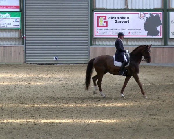 Reitturnier Rhede 2025