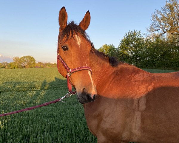 horse Arnie 20 (Trakehner, 2007, from Davidas)