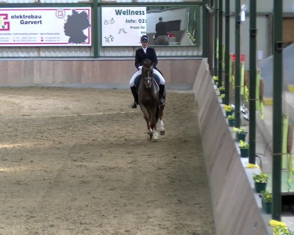 Reitturnier Rhede 2025