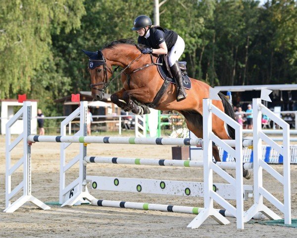 jumper Cornflake 17 (German Sport Horse, 2015, from Chucas)