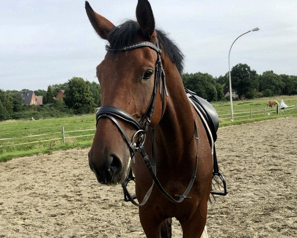 horse Cascadeur (German Sport Horse, 2016, from Cullinan du Borget B)