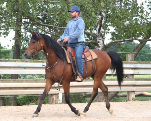 horse Warang (Arabian purebred, 2011, from QR Marc ox)
