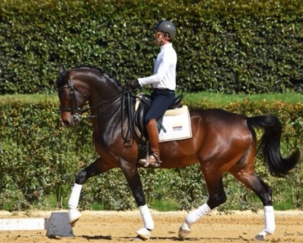 Zuchtstute Fair Lady (Hannoveraner, 2014, von Franziskus FRH)