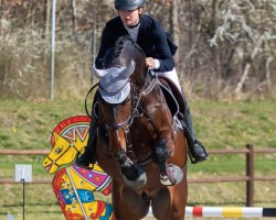 Springpferd Zhivago Air (Oldenburger Springpferd, 2019)