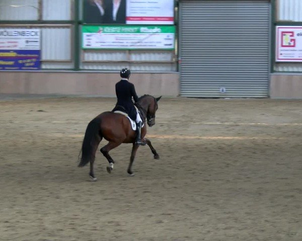 Reitturnier Rhede 2025