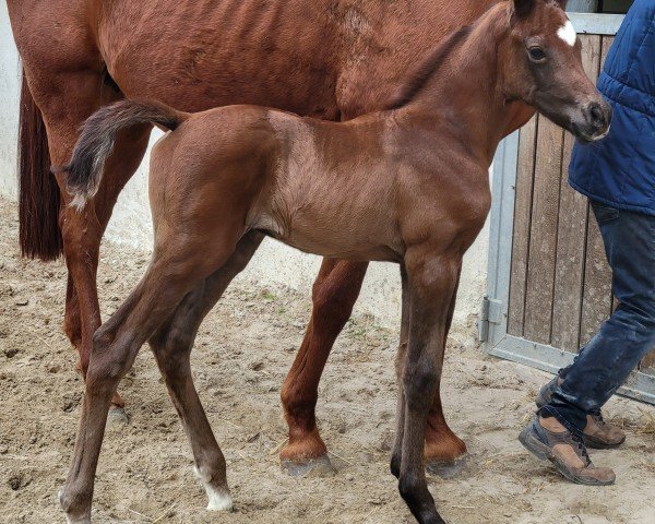 Fohlen von Heart of Magic W (Trakehner, 2025, von Kind of Magic)