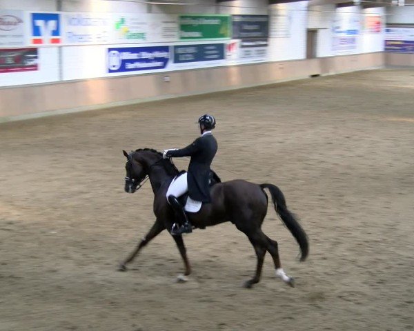 Reitturnier Rhede 2025