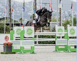 jumper Ricard van het Dennehof (Belgian Warmblood, 2017, from Diamant de Semilly)