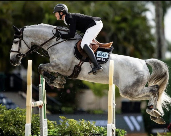 jumper Fighting Phil (Zangersheide riding horse, 2017, from Cornet Obolensky)