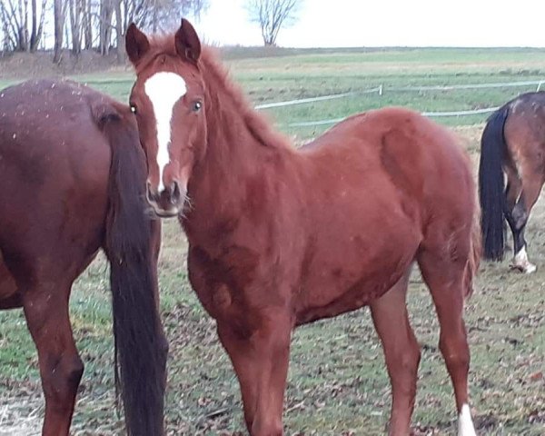 horse Darling just do it (German Riding Pony, 2019, from Kastanienhof Cockney Cracker)