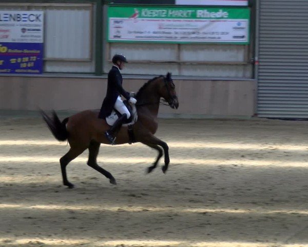 Reitturnier Rhede 2025