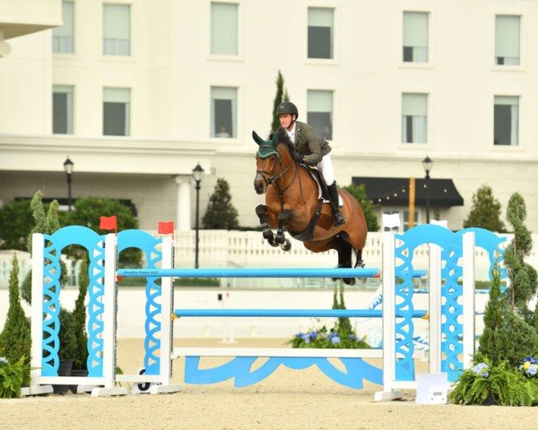 jumper Ermes Di Tai (Selle Français, 2014, from Canturano I)
