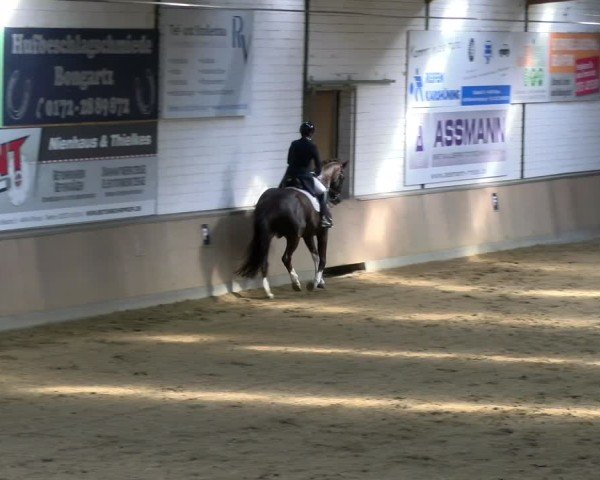 Reitturnier Rhede 2025