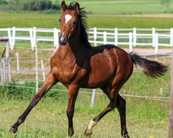 Zuchtstute Donna Luzia (Deutsches Reitpony, 2020, von DSP Cosmo Royale)