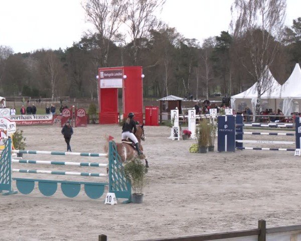 Reitturnier Westergellersen 2025