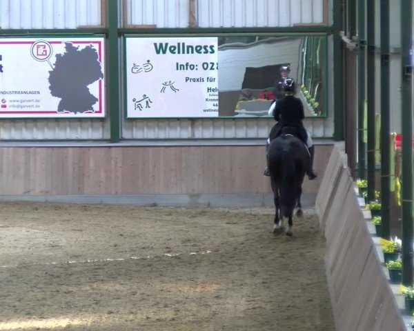 Reitturnier Rhede 2025