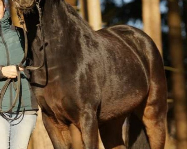Pferd Erlkönig of Love (Deutsches Reitpony, 2016, von Lettenhofs Earl of Love) Pferd Erlkönig of Love (Deutsches Reitpony, 2016, von Lettenhofs Earl of Love)