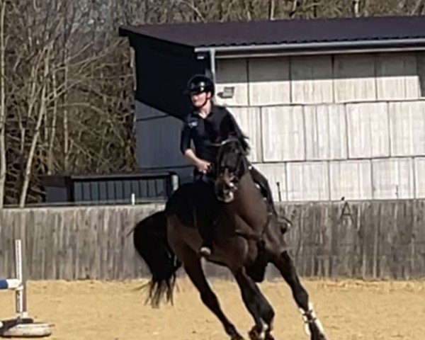 Koń skokowy Cenzo 4 (Niemiecki Koń Sportowy, 2006, od Castello)