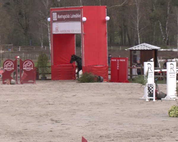 Reitturnier Westergellersen 2025