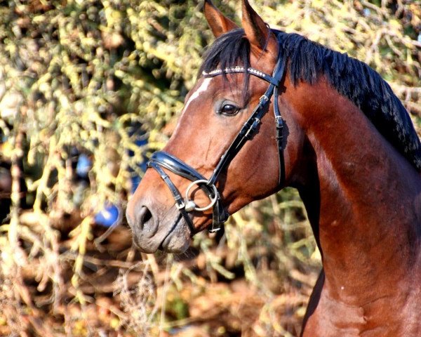 Springpferd Lui 108 (Deutsches Sportpferd, 2016, von Lyjanero)