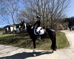 Dressurpferd Floriana 31 (Trakehner, 2021, von Syriano)