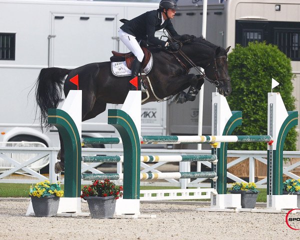 jumper Djoko Z (Zangersheide riding horse, 2016, from Dominator 2000 Z)