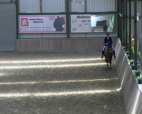 Reitturnier Rhede 2025
