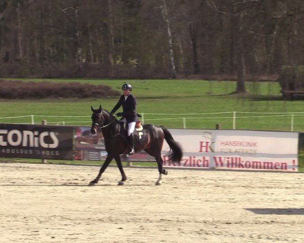 Reitturnier Westergellersen 2025