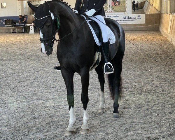 horse DSP Luka 71 (German Sport Horse, 2017, from Lets go)