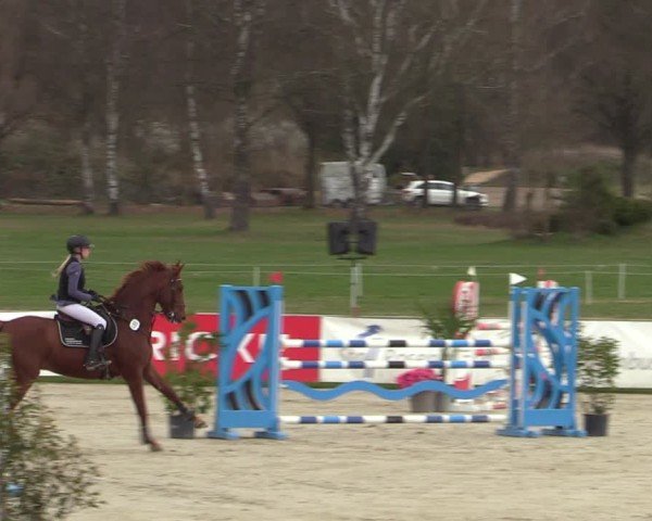 Reitturnier Westergellersen 2025