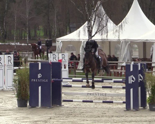 Reitturnier Westergellersen 2025