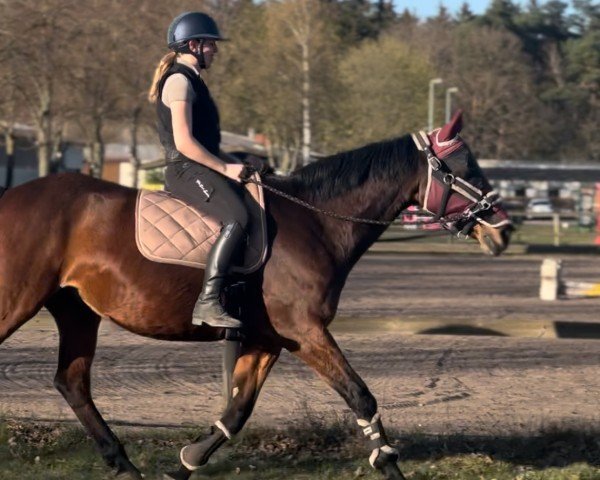 dressage horse Pandora 270 (Westphalian, 2006, from Pilaro)