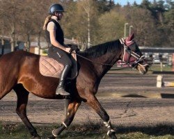 dressage horse Pandora 270 (Westphalian, 2006, from Pilaro)