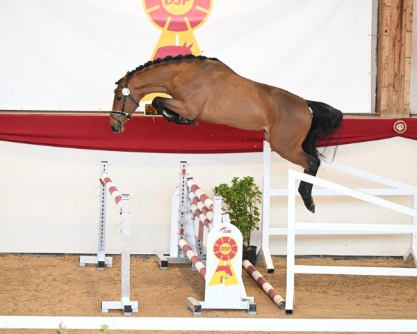 Deckhengst Caramant de Semilly (Westfale, 2022, von Carambole)