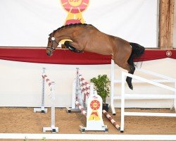 stallion Caramant de Semilly (Westphalian, 2022, from Carambole)