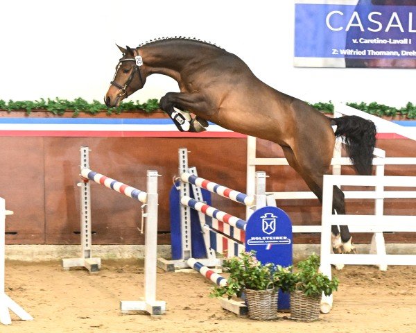 Deckhengst Cornetan du Reventon (Holsteiner, 2022, von Cornet’s Balou)