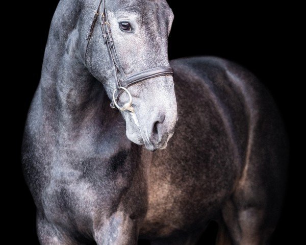 stallion Dourkhan Pro Hero (anglo european sporthorse, 2022, from Dourkhan Hero Z)