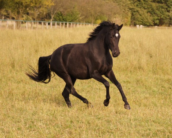 broodmare Rose (Hanoverian, 2009, from Roadster) broodmare Rose (Hanoverian, 2009, from Roadster)