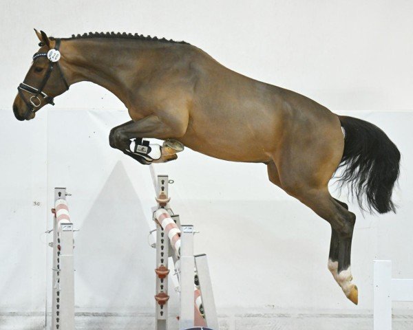 Deckhengst Empire Kalone (Österreichisches Warmblut, 2021, von Ermitage Kalone)