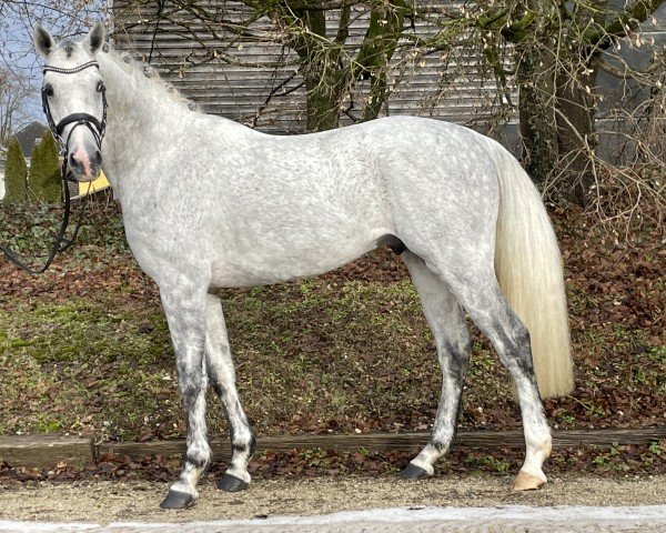 stallion Flying Dynamite (Holsteiner, 2020, from For Treasure VDL)