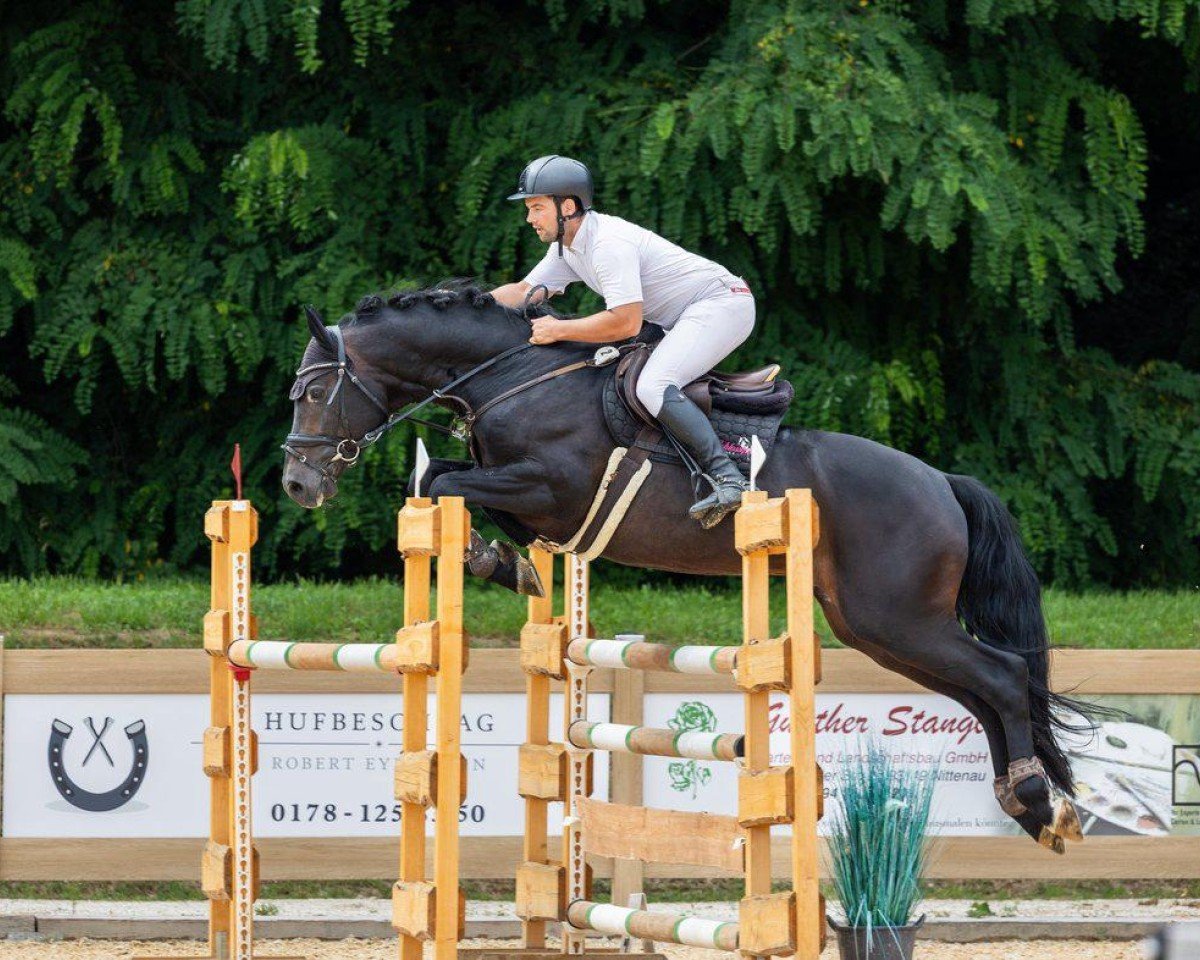 Hřebec Nanthago R-E (KWPN (Nizozemský teplokrevník), 2018, od Comthago VDL)