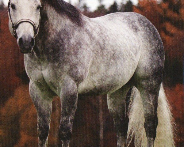 horse Boggies Blue Jac (Quarter Horse, 1999, from Boggies Flashy Jac)