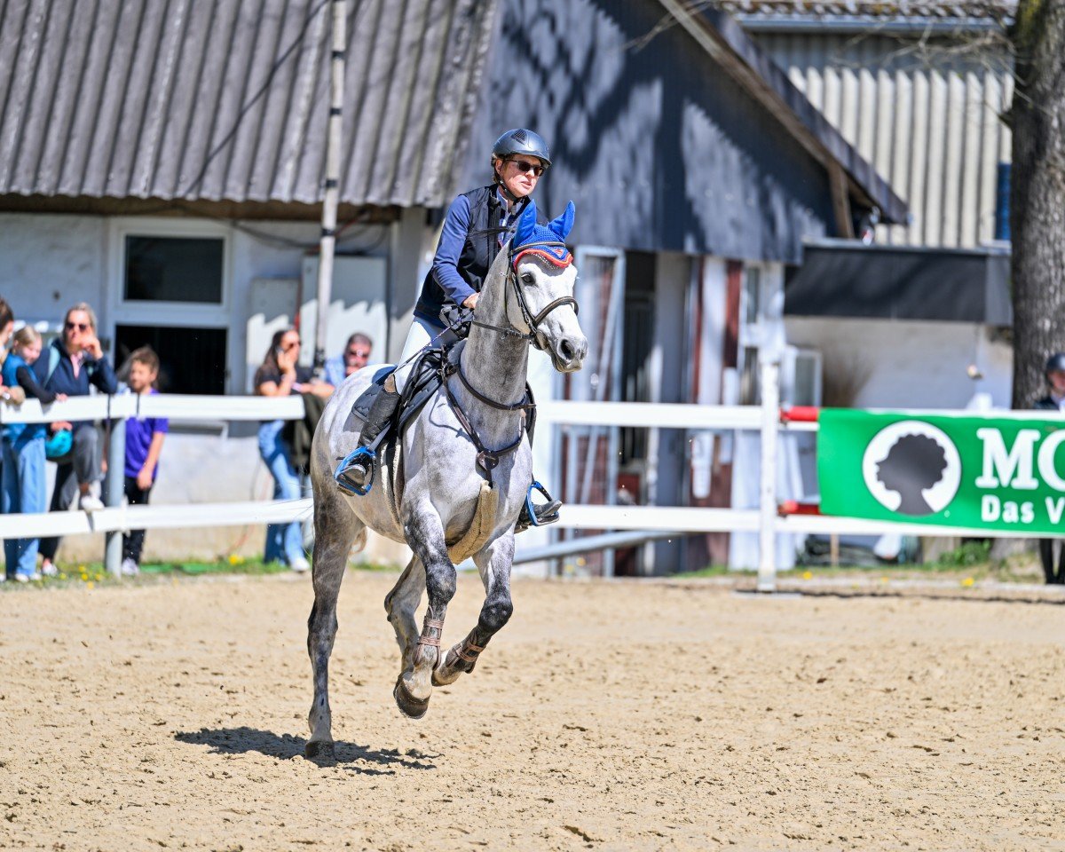 Springpferd Cornet's Prinz 3 (Westfale, 2018, von Cornet Obolensky)