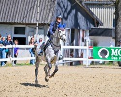 Cavallo da salto Cornet's Prinz 3 (Westfale, 2018, di Cornet Obolensky)