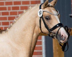 dressage horse Cosmo Complete (German Riding Pony, 2020)