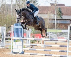 jumper Schneeflöckchen vom Scheulenho (German Sport Horse, 2019, from Cicero Z van Paemel)
