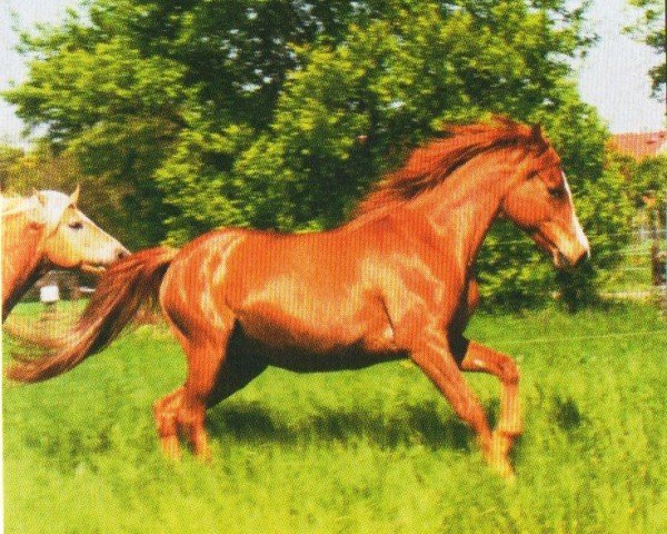 horse Yadwiga (Arab half breed / Partbred, 1998, from Ghamam ox)