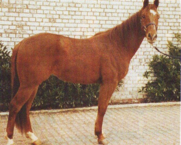 horse Smart (Quarter Horse, 2002, from Genuinely Smart)