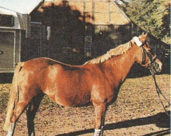 broodmare Goldika (Welsh-Pony (Section B), 1993, from Twylands Firecracker)